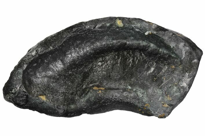 Fossil Whale Ear Bone - Miocene #99983
